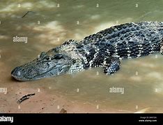 Image result for Melanosuchus