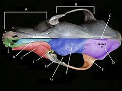 Image result for Mammal Skull Anatomy