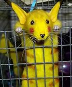 Image result for Pikachu Real Life Rabbits