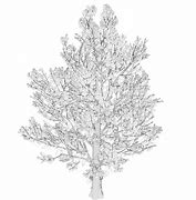 Image result for Sugar Maple Tree Art