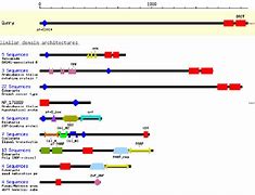 Image result for Protein Motif