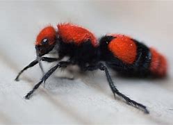 Image result for Red Velvet Ant