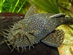 Image result for Bottom Feeder Fish for Koi Pond