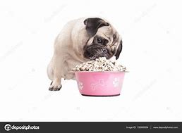 Image result for Pug Eating Tuna