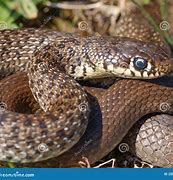 Image result for Bangarus Snake