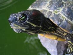 Image result for Turtle Underside