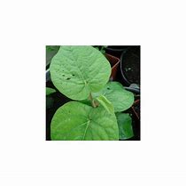 Image result for Piper Betel Plant