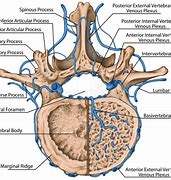 Image result for Venous Plexuses