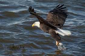 Image result for Eagle Catching Fish