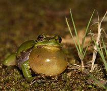 Image result for Frog Front