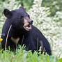 Image result for America Bear