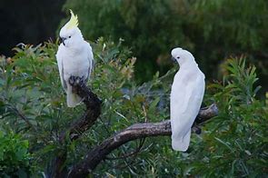 Image result for sulphur crested cockatoo habitat