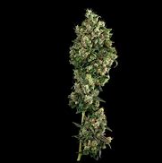 Image result for Sour Diesel Michigan