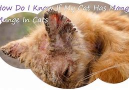 Image result for Skin Lesions On Cats