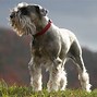 Image result for Miniature Schnauzer