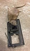 Image result for Sewer Rat Trap