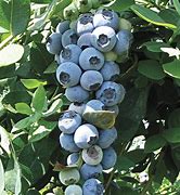 Image result for Southern Highbush Blueberry