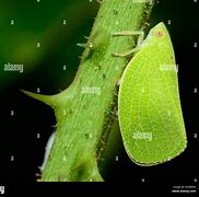 Image result for Leafhopper Stock-Photo