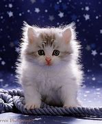 Image result for White Fluffy Cat with Pink Fairy Wings