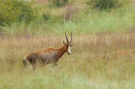 Image result for Rietvlei Nature Reserve South Africa