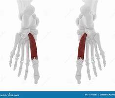 Image result for Flexor Hallucis Brevis Exercise