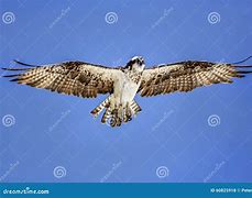 Image result for Osprey Sea Hawk