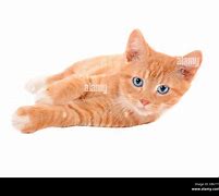 Image result for Gato Carey Ojos Naranjas