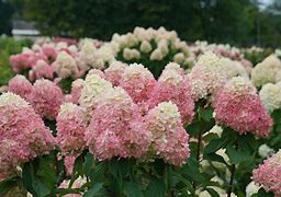 Image result for Hydrangea Pan Limelight Prime