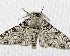 Image result for Peppered Moth Eggs