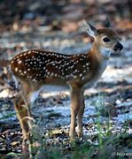 Image result for Newborn Deer Fawn