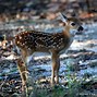 Image result for Newborn Deer Fawn