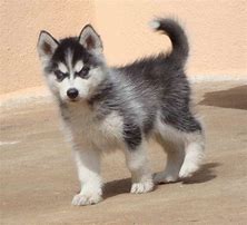 Image result for Alaskan Huskies Dogs