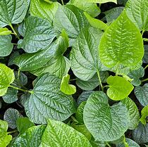 Image result for Piper Betel Plant