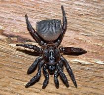 Image result for Trap Door Spider New England