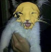 Image result for Cursed Cat Pictures