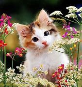 Image result for Kitten Spring Flowers