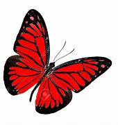 Image result for Animated Red Butterfly with No Background