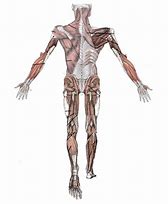 Image result for Back and Arm Muscle Diagram