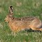 Image result for Award-Winning Brown Hare Photo