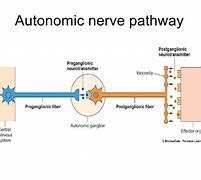 Image result for Adrenal Medulla