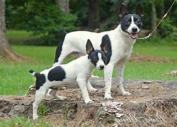 Image result for Rat Terrier AKC