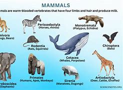 Image result for Pictures of Mammals