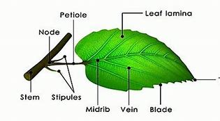 Image result for Plant Leaf Parts