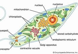 Image result for Euglena Nucleus