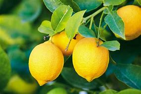 Image result for Mom of Lemon