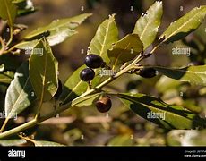 Image result for Laurus Got