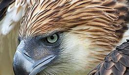 Image result for Storm'n Eagle HD