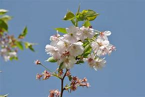 Image result for Prunus Accolade