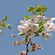 Image result for Prunus Accolade