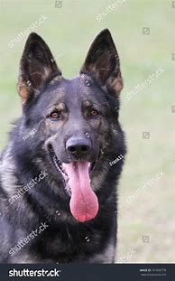 Image result for German Shepherd Tongue